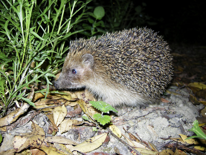 l''ospite notturno del mio giardino - il riccio